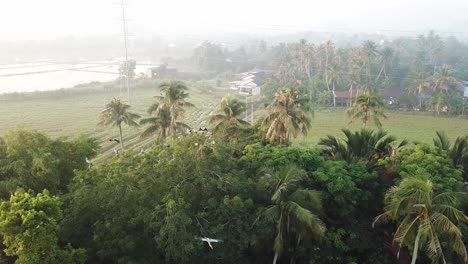 Aerial-Asian-open-bill-bird-fly-to-the-coconut-trees-to-rest